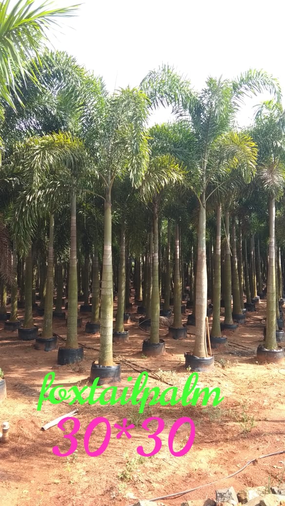 Best Kadiyam Nursery Call 6309717556, Kadiyam Nursery /kadiyam Online